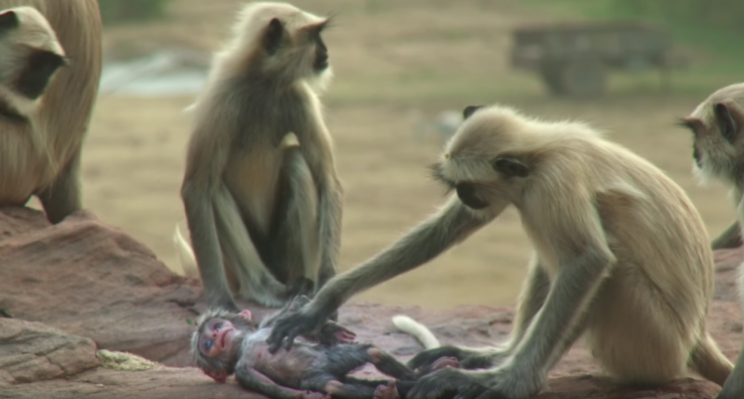 Monkeys are seen consoling each other after the death of “robot baby monkey.” Photo from BBC.