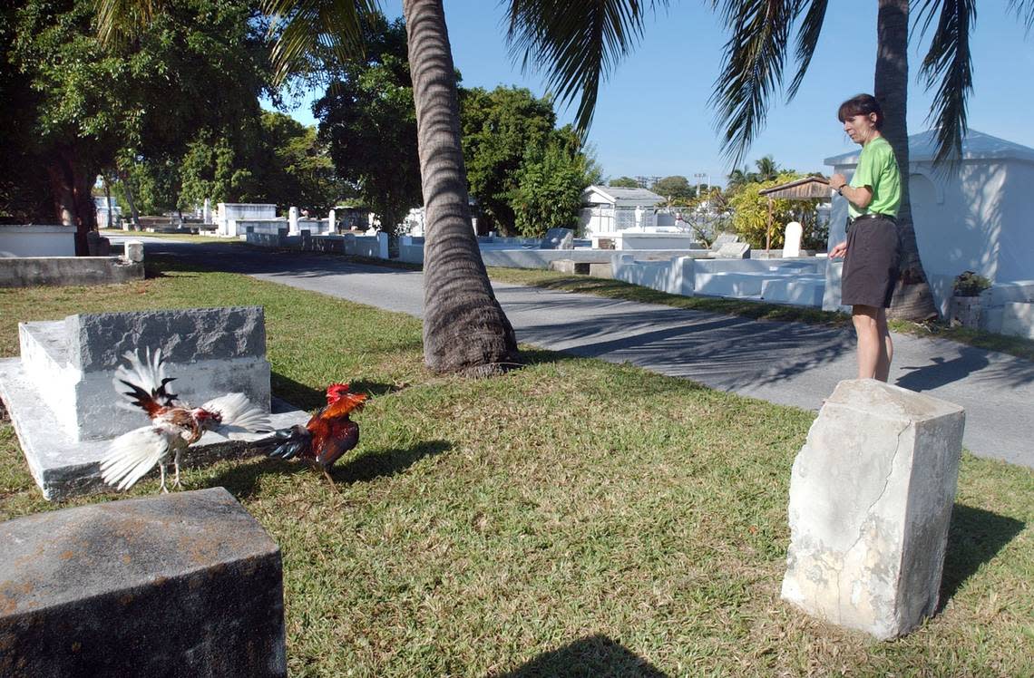 In this file photo from 2002, Katha Sheehan watches roosters in the Key West Cemetery fight while she captures a troublesome one after complaints about it crowing at all hours of the morning.