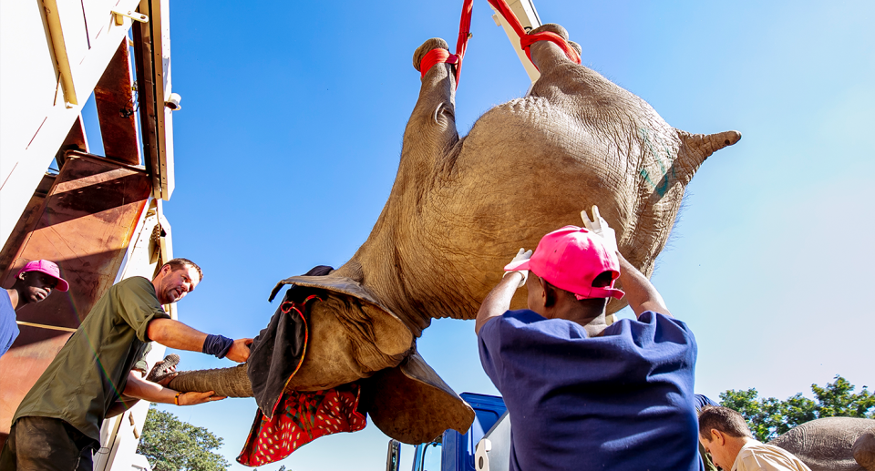 An elephant is lifted with a crane before being placed inside a box for transportation. Source: Lesanne Dunlop