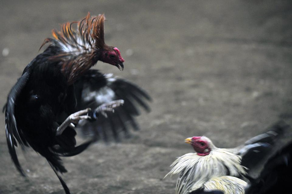 Two roosters fight during a cockfight.