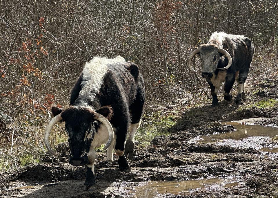 Longhorn cattle