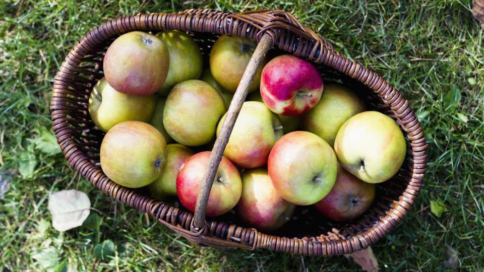 How-to-Store-Apples: basket of apples