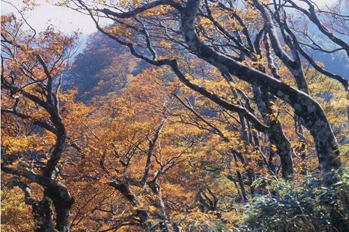 太平山的山毛櫸步道是全台最有名的黃金秘徑。圖：翻攝自太平山森林遊樂區官網