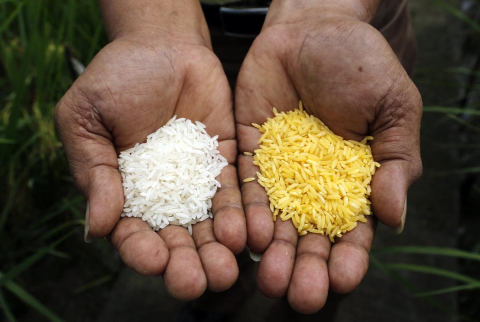 golden rice gmo beta-carotene vitamin a