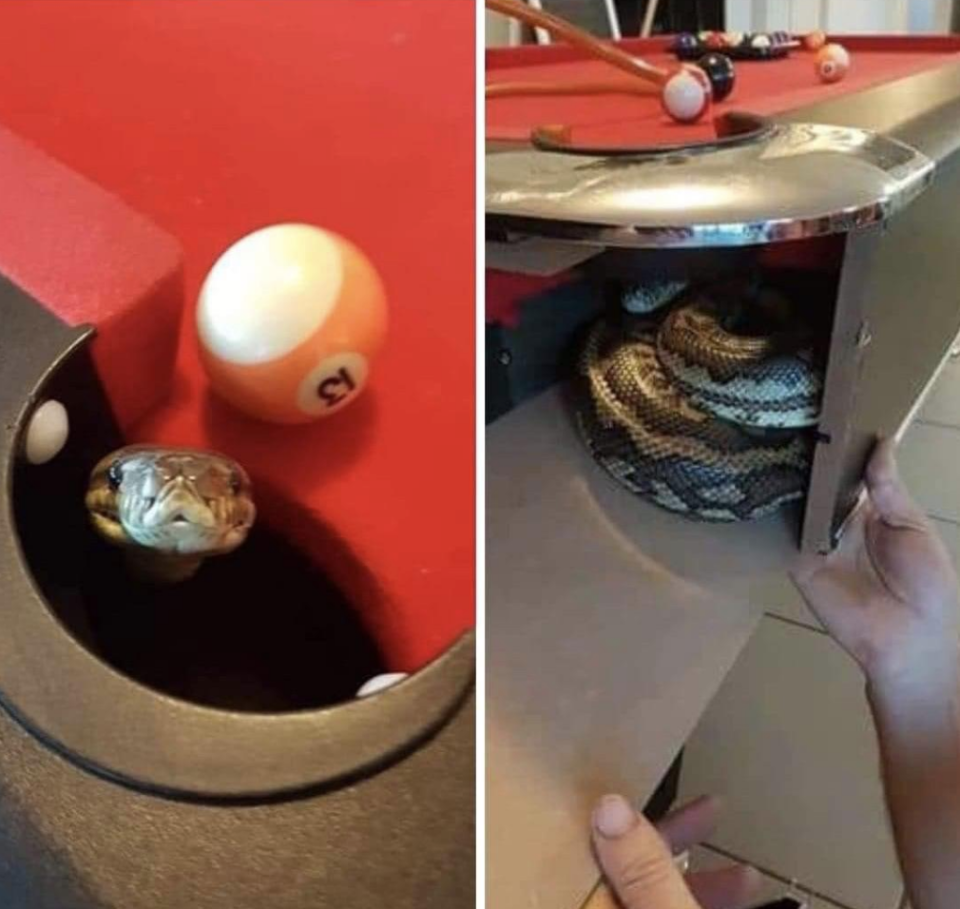 snake peeping its head out of the pool table