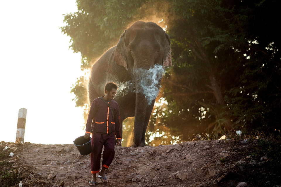 <p>A mahout walks with an elephant after bathing him in a river, before taking part in an elephant festival, which organizers say aims to raise awareness about elephants, in Sayaboury, Laos, Feb. 17, 2017. (Photo: Phoonsab Thevongsa/Reuters) </p>