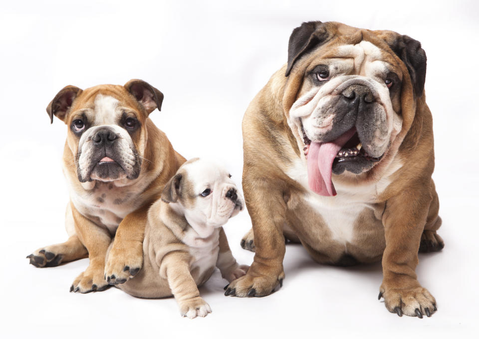 Bulldog Inglés, es un perro afectuoso, tranquilo y fiel. Foto: Getty Images