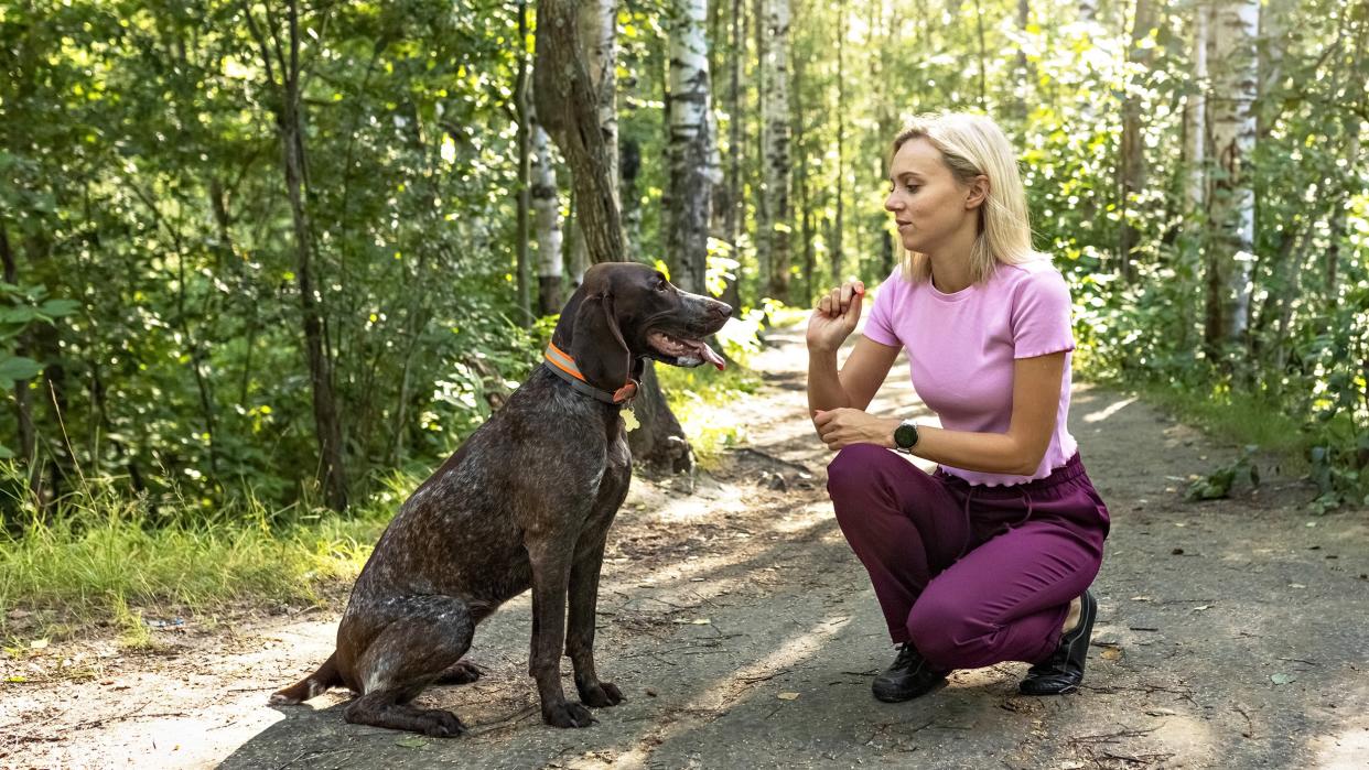  Woman training dog in forest. 