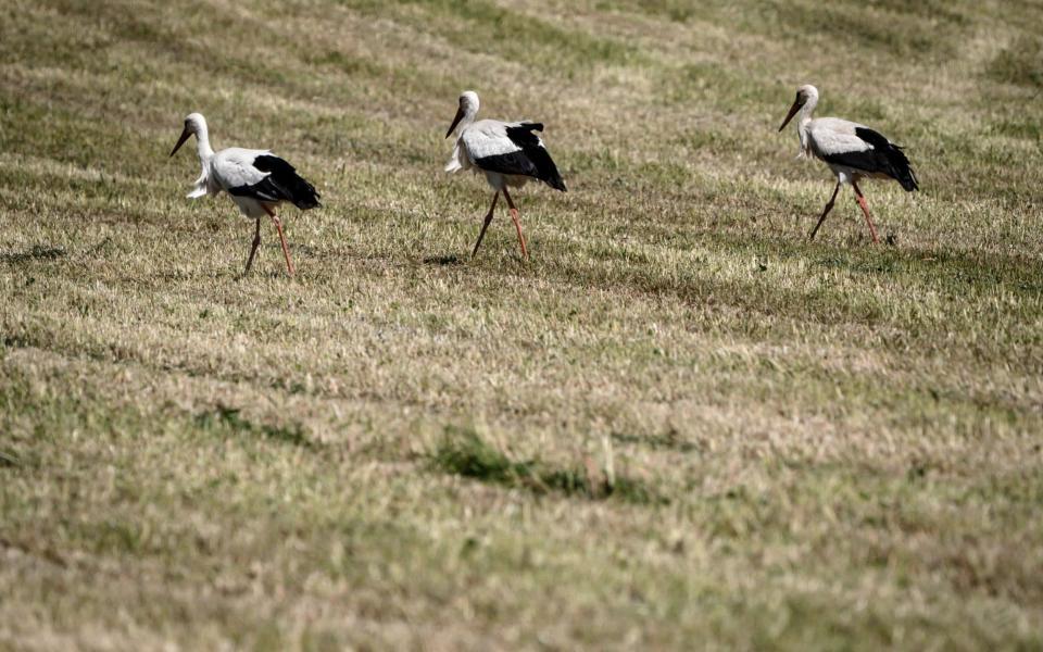 Storks are wandering through a freshly cut field looking for food on May 20, 2020 near Avenches, Switzerland - AFP
