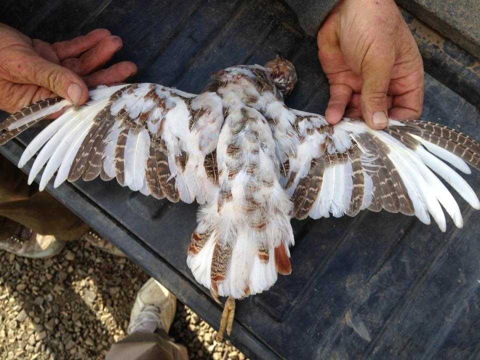 A view of the back side of a Hungarian partridge shot by hunter Tim Franks at the Cecil D. Andrus Wildlife Management Area. The animal’s white plumage is due to a genetic mutation called leucism.