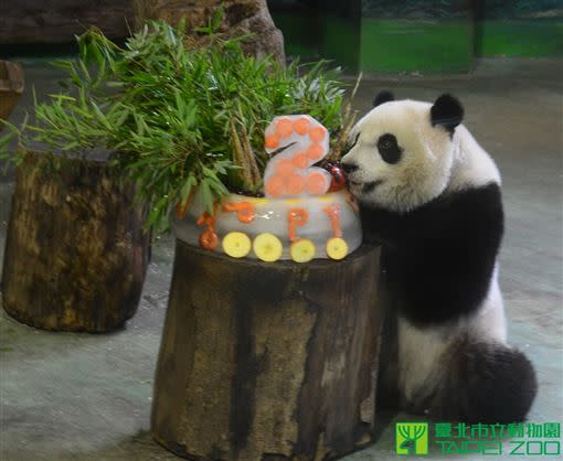 兩歲生日趴。（圖／台北市立動物園提供）