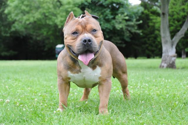 Dog Mom Demonstrates Difference Between Her Staffy and American Bully in  Funny Video