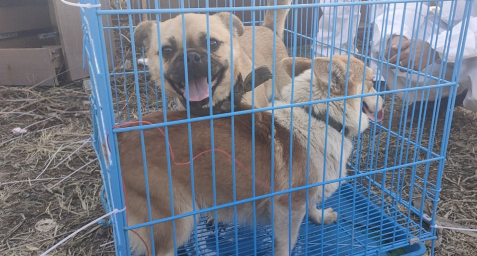 Some of the rescued dogs were likely once companion animals. Source: HSI