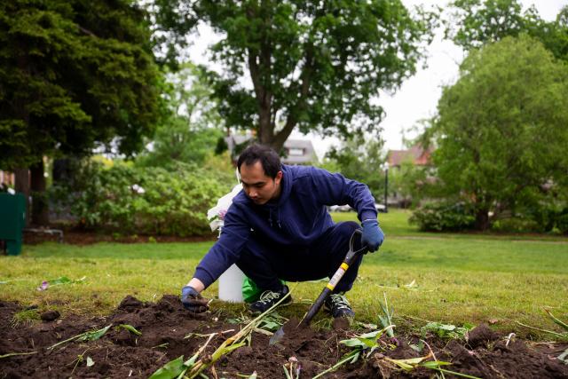 Around Town: Holland hosts first of two tulip digs