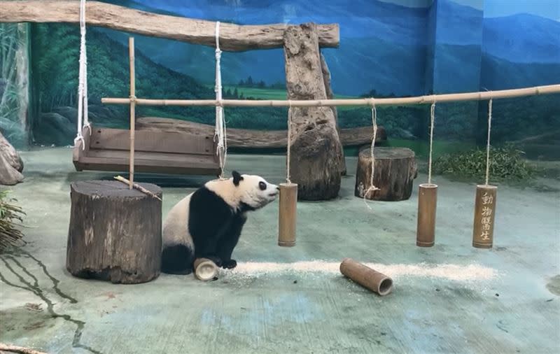 圓寶抓周，抓到「營養調配師」竹筒。 （圖／動物園提供）