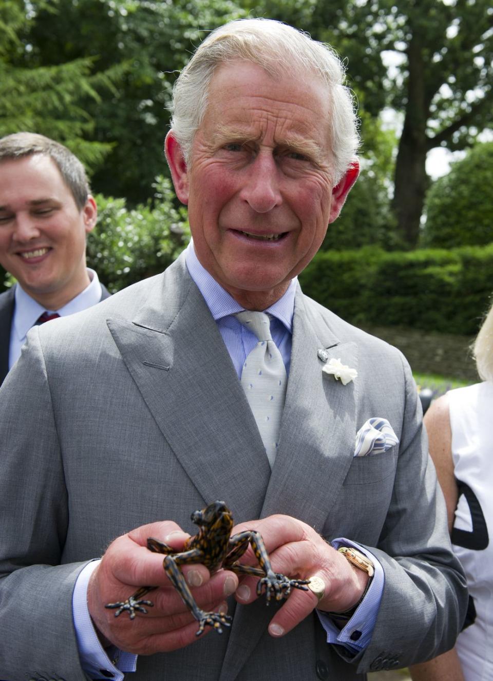 Prince Charles: Hyloscirtus princecharlesi