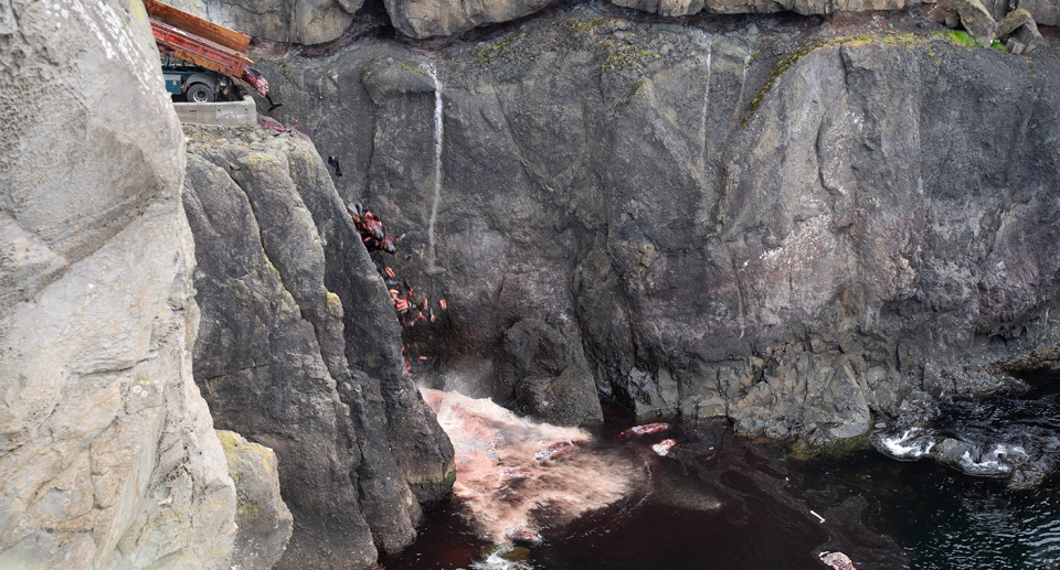 The bodies of dozens of pilot whales where dropped into the sea after they were butchered. Source: Sidney Haugen/Sea Shepherd