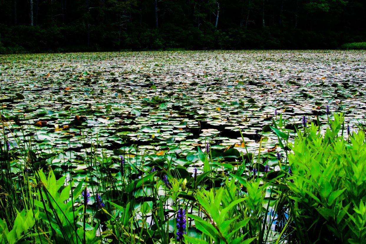 Nickerson State Park, Massachusetts