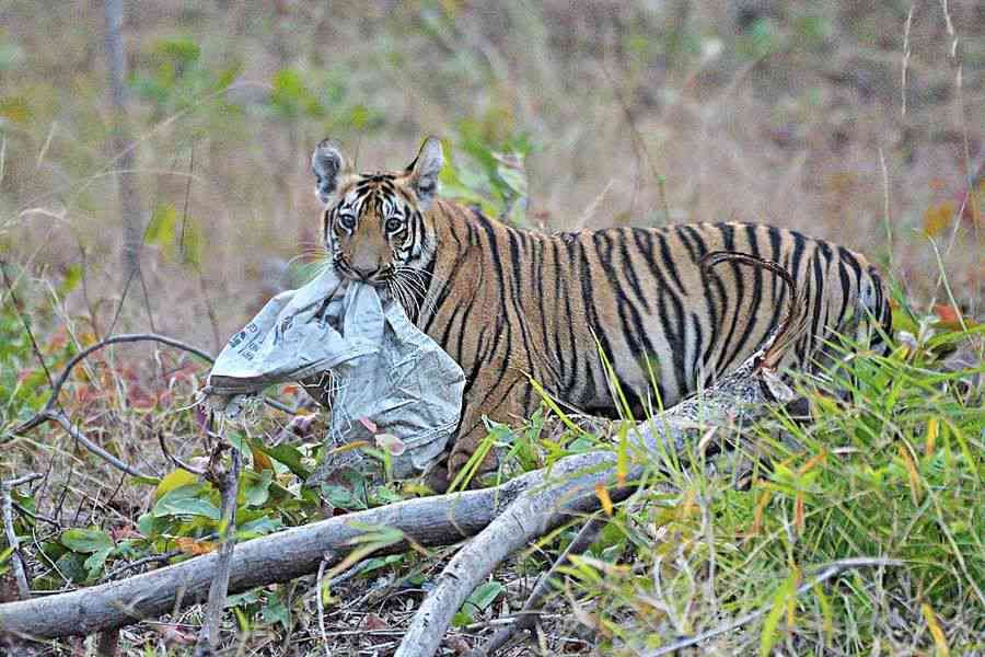 Royal Mess: In the buffer zone of the Tadoba-Andhari Tiger Reserve, a tiger cub picks up a plastic gunny bag. With several tiger reserves in India boasting healthy tiger populations, the question that arises is: where will all of them go? Many tigers have begun foraying into human-dominated landscapes or degraded and insufficiently protected forests, where they must contend with the pressures of sharing space with human communities. This can lead to all manner of conflicts, and, as in this case, tiger cubs chewing on plastic. 