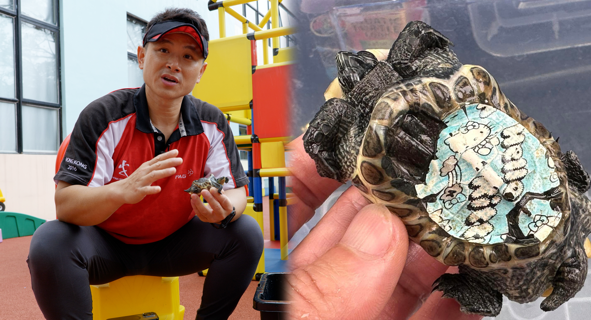 “Abuse of Painted Turtles on Taobao: Volunteers Save Lives Despite Tears and Deformities, Exposing the Cruelty of the Industry”