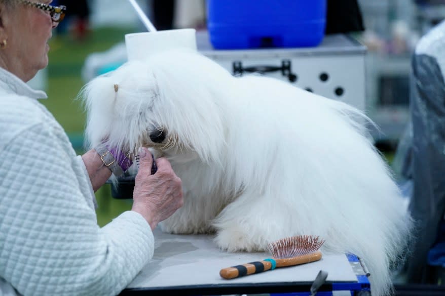 The 148th Annual Westminster Kennel Club Dog Show presented by Purina Pro Plan at the USTA Billie Jean King National Tennis Center on Monday, May 13, 2024 in New York City.