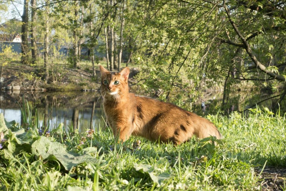 fluffy red cat with green eyes walks on green grass on the river bank