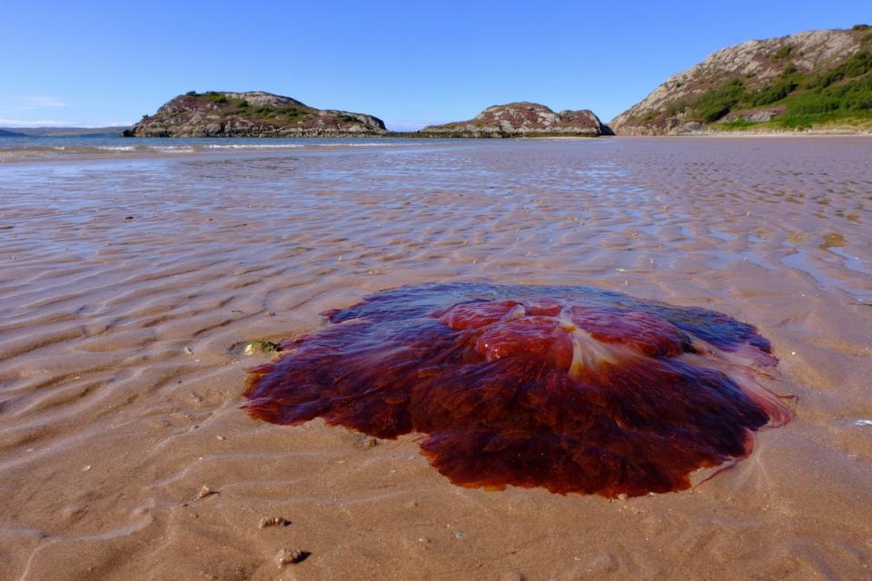 Lion’s mane jellyfish are deep red in colour (Getty Images/iStockphoto)