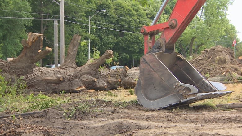 Developer cuts down 30 mature trees, city says no permit was issued