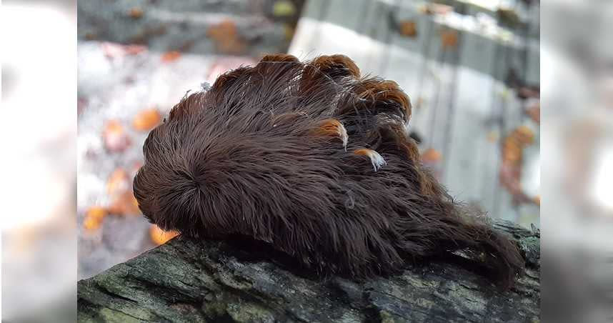 維吉尼亞州東部出現奇異生物，外表看似可愛，觸碰後卻可能引起休克。（圖／翻攝自Virginia Department of Forestry臉書）