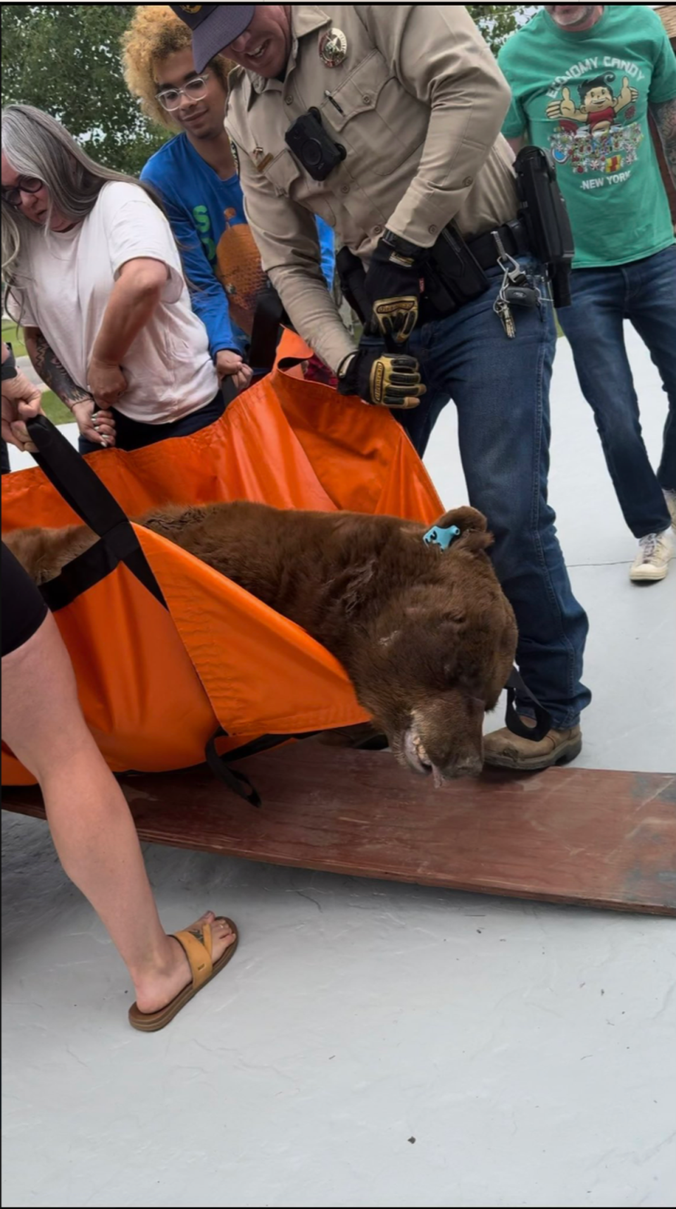 Sedated bear being transported into a truck after hiding under a deck in Colorado (CPW)