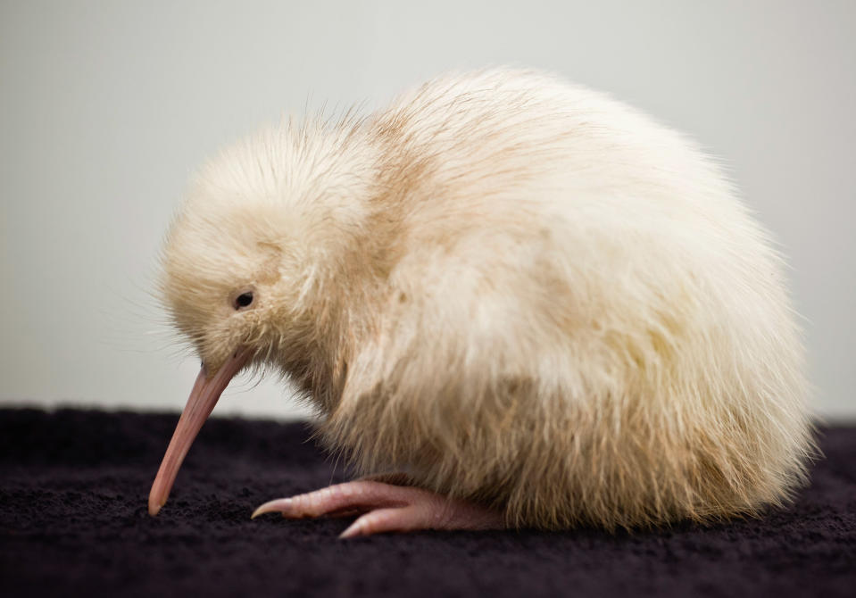 Rare Kiwi Chick Born In Wildlife Centre