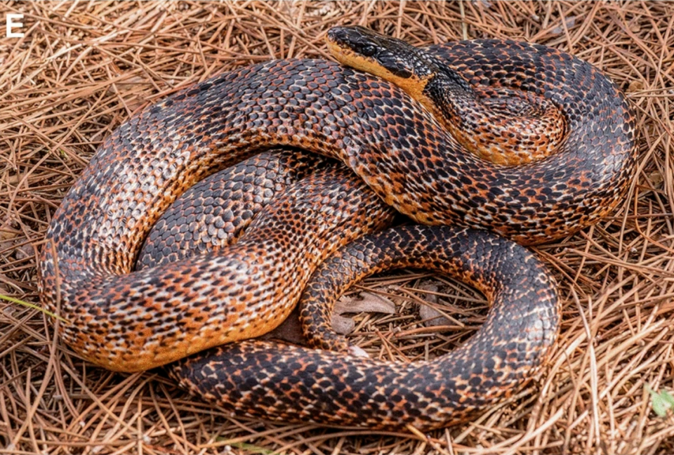 Una serpiente rata de Levante vista en L&#xed;bano en 2018.