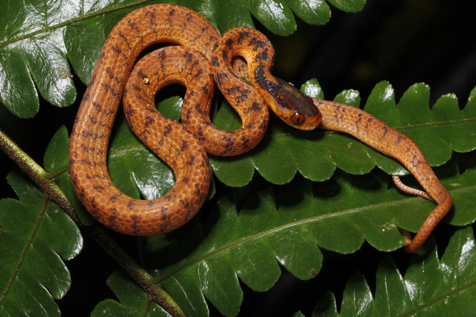 In this undated photo, a twin slug snake rests on a leaf. The twin slug snake is among 224 new species listed in the World Wildlife Fund's latest update on the Mekong region. The conservation group's report released Wednesday, Jan. 26, 2022, highlights the need to protect the rich biodiversity and habitats in the region, which includes Vietnam, Cambodia, Laos, Thailand and Myanmar. (World Wildlife Foundation via AP)