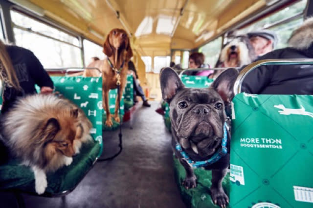 Introducing the world's first city tour bus for dogs!