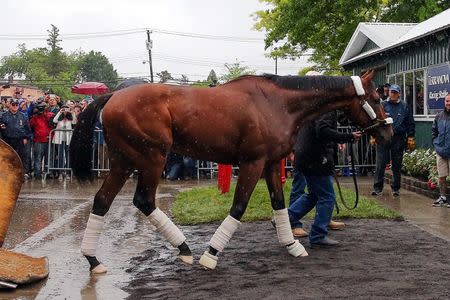 Jun 2, 2015; Elmont, NY, USA; American Pharoah arrives at Belmont Park. Mandatory Credit: Anthony Gruppuso-USA TODAY Sports