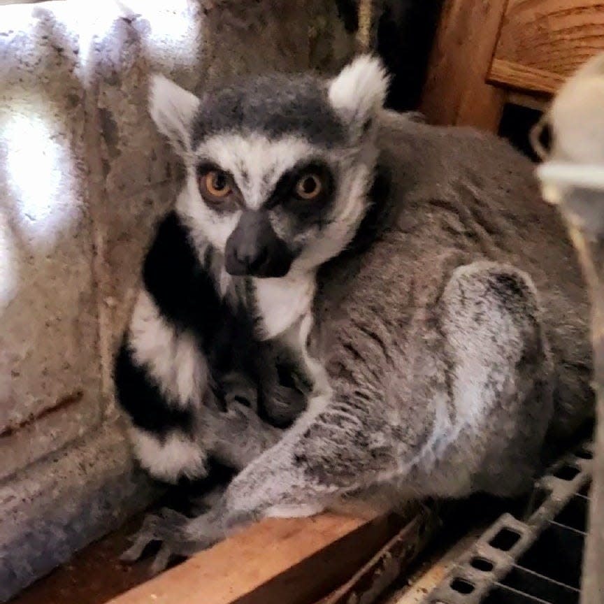 The ring-tailed lemur “King Julian.”