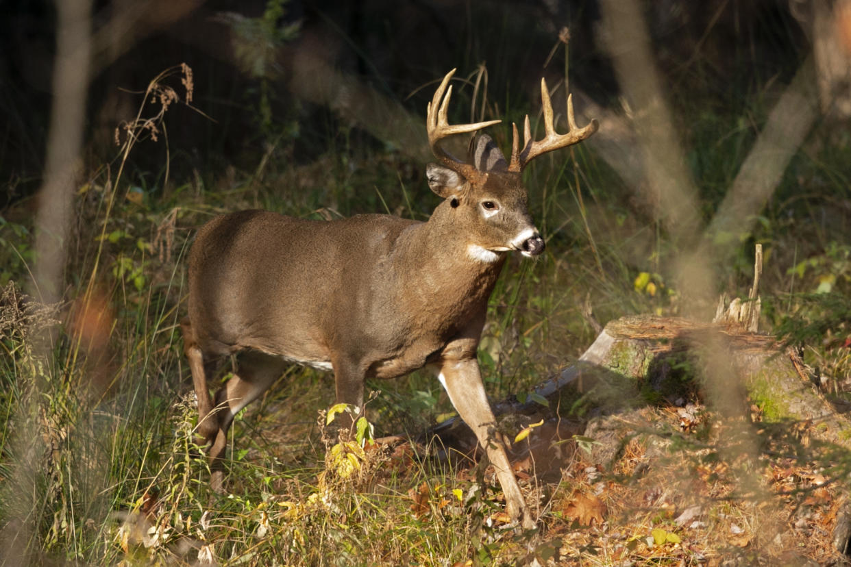 FILE - A 10-point white-tailed deer walks through the woods in Freeport, Maine, on Nov. 10, 2015. Wildlife agencies are finding elevated levels of PFAS chemicals, also called "forever chemicals," in game animals such as deer, prompting new restrictions on hunting and fishing in some parts of the country. (AP Photo/Robert F. Bukaty, File)