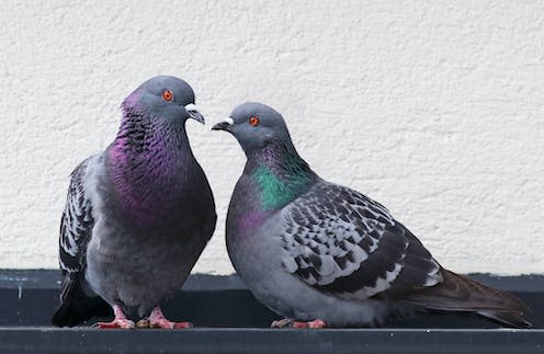 <span class="caption">Pigeons are widely treated with contempt by the public</span> <span class="attribution"><a class="link " href="https://www.shutterstock.com/image-photo/cute-couple-loving-colorful-pigeons-mating-1707172600" rel="nofollow noopener" target="_blank" data-ylk="slk:Fercast/Shutterstock;elm:context_link;itc:0;sec:content-canvas">Fercast/Shutterstock</a></span>