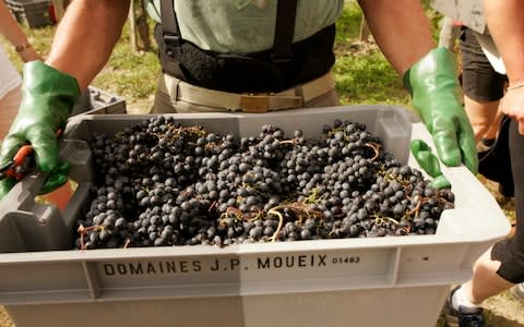 Chateau Petrus Grape Harvest - Credit:  Owen Franken/Corbis Documentary