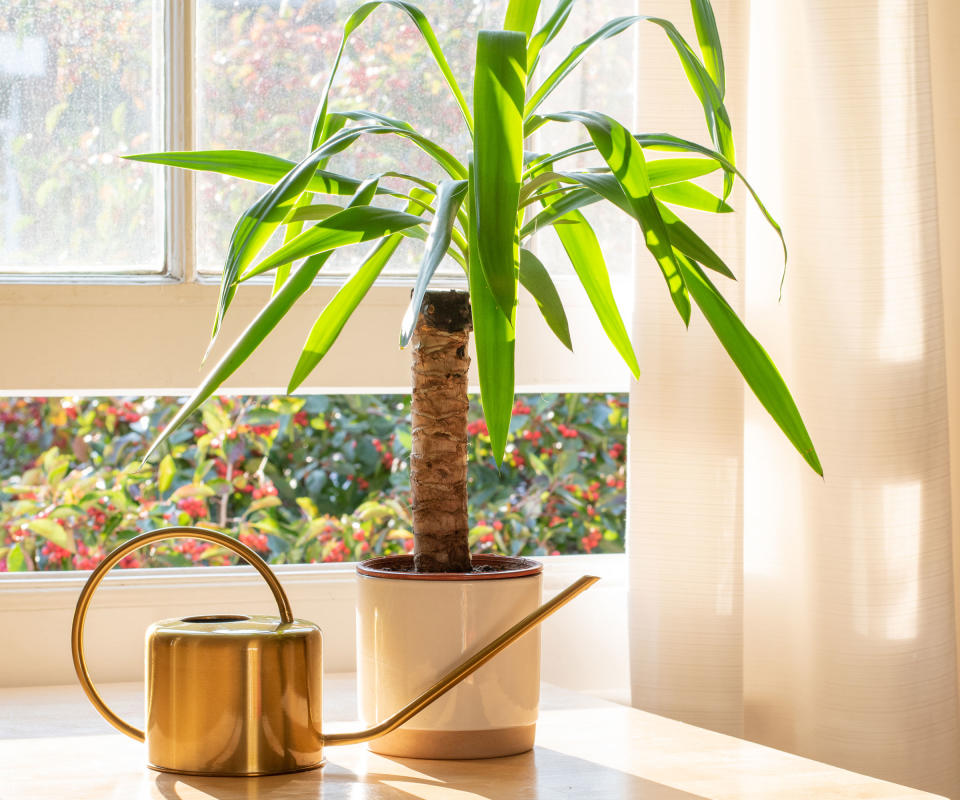 yucca plant on windowsill with watering can