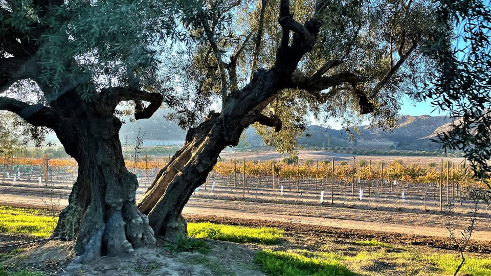 Viña de Frannes pairs great wines with a cactus garden and dreamy desert views. - Joe Yogerst