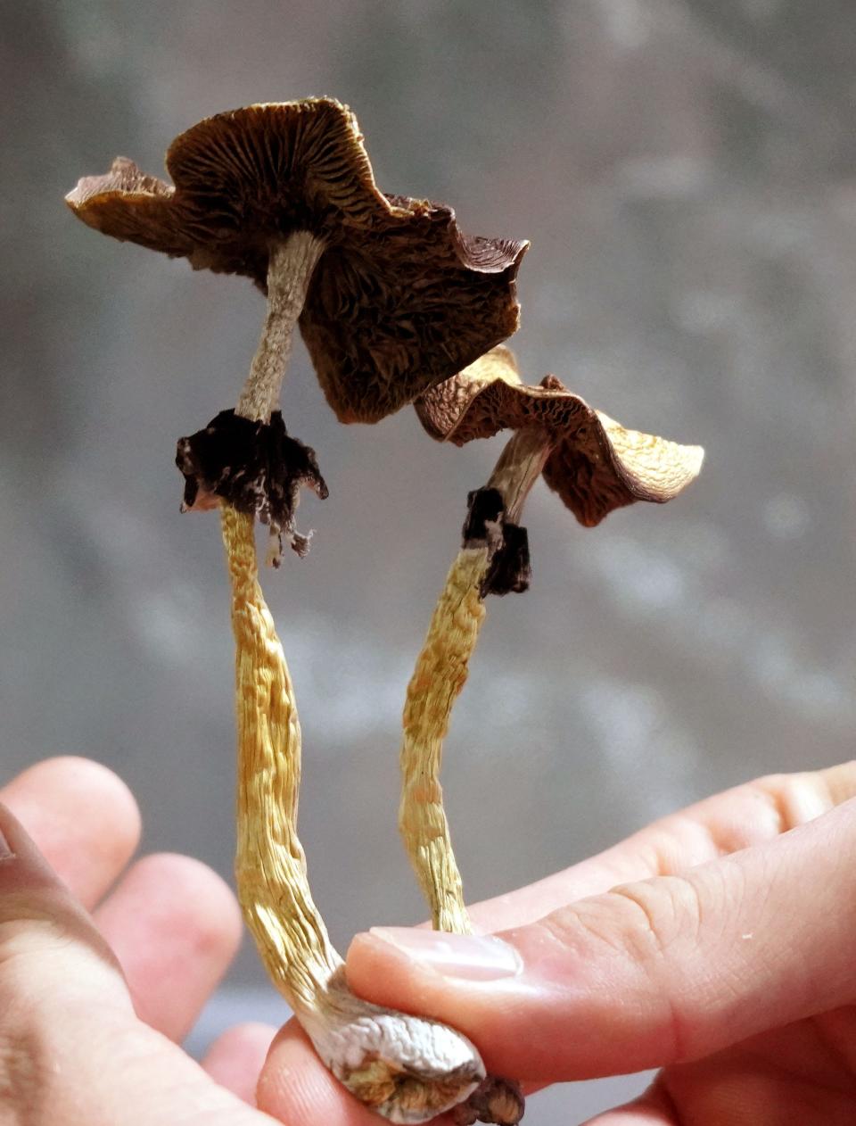 Psilocybin mushrooms or "magic mushrooms" displayed by a grower in Denver, Colorado.