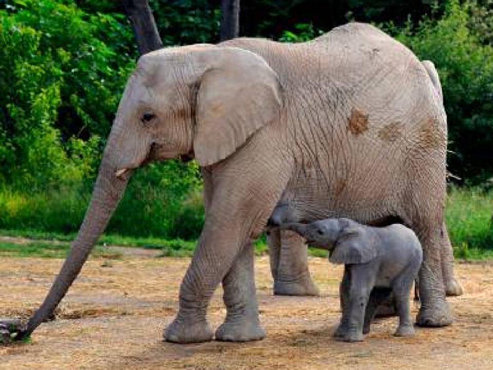 Meat from elephants in national parks to be distributed to people (AFP via Getty Images)