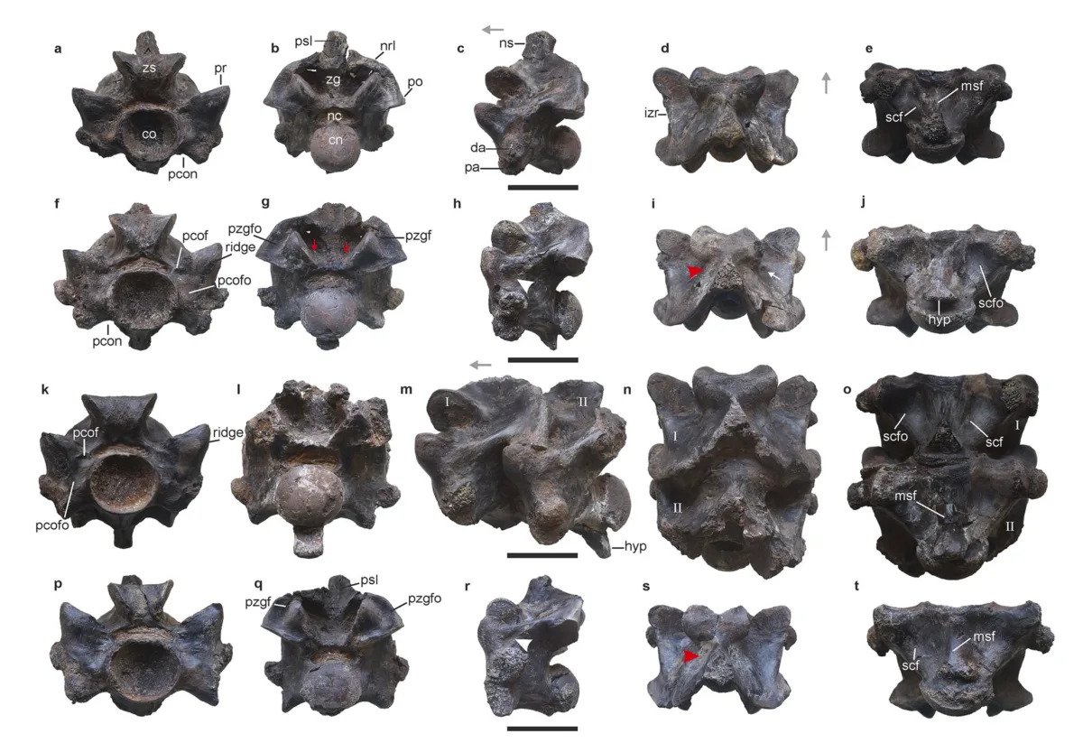 This ancient snake in India might have been longer than a school bus and weighed a ton