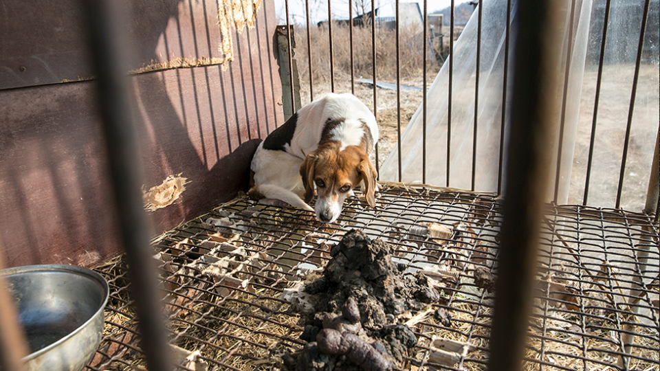 A beagle waiting to be evacuated inside a small cage. There is a pile of dog poo in the foreground