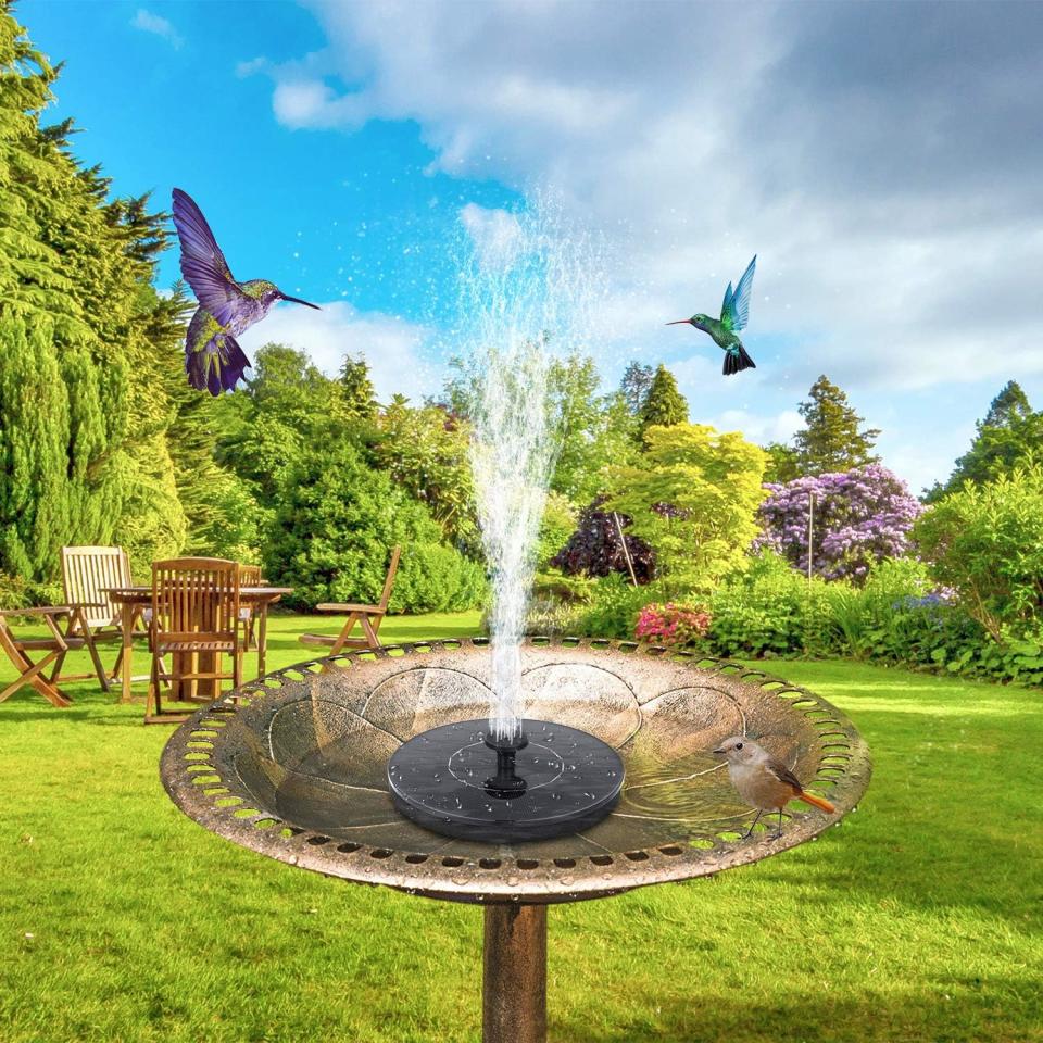 bird bath fountain in a bird bath, spraying water up to hummingbirds 