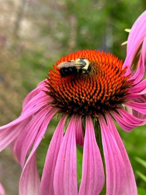 A bee rests on a Purple Coneflower.