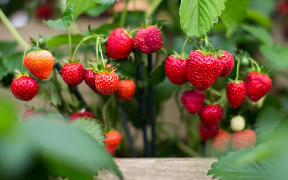 <p>Mit 32 Kalorien pro 100 Gramm sind Erdbeeren nicht nur sehr kalorienarme Früchtchen, sie sind auch sehr gesund und beugen Herzerkrankungen und Diabetes vor. (Bild: Getty Images /Jack Taylor)</p> 