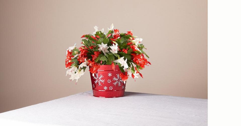 7) Red & White Christmas Cactus