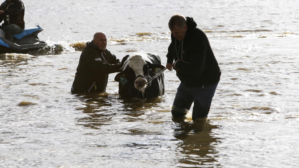 <p>Farmers and community members help to rescue stranded cattle from a farm after rainstorms caused flooding and landslides in Abbotsford, British Columbia, Canada November 16, 2021. REUTERS/Jesse Winter</p> 